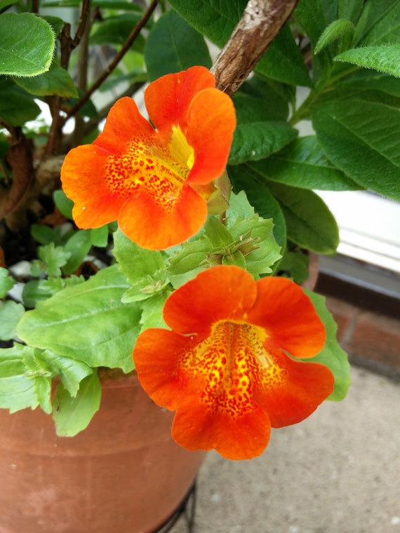 50 Pcs Orange Mimulus Flower Seeds Mimulus Hybridus F2 Etsy