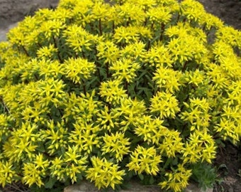 100Pcs- Sedum Acre Perennial Groundcover  Seeds - Beautiful Aurum- Goldmoss Stonecrop-Mossy stonecrop /(S089)