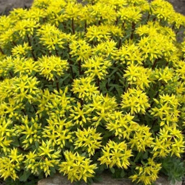 100Pcs- Sedum Acre Perennial Groundcover  Seeds - Beautiful Aurum- Goldmoss Stonecrop-Mossy stonecrop /(S089)