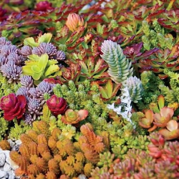 多肉植物　強い子セット⑩ お値下げ♪ 多肉植物 強い子セット⑩ お値下げ♪ 【公式通販】