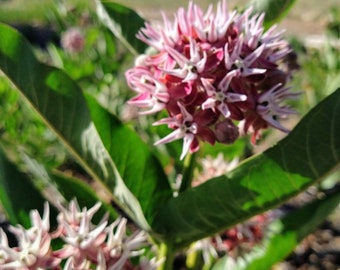 20 Pcs  Asclepias  Showy Milkweed Seeds-Asclepias Speciosa-FL268-Great for containers