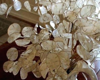 30 Pcs  Silver Dollar Plant Seeds -Lunaria-Biennis Alba Flower Seed- Money Plant-Annual Honesty /  (FL144)