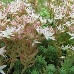 50 Pcs Spanish Stonecrop Succulent Seeds-SEDUM HISPANICUM Drought Tolerant Low Maintenance Succulent/ S077 image 6