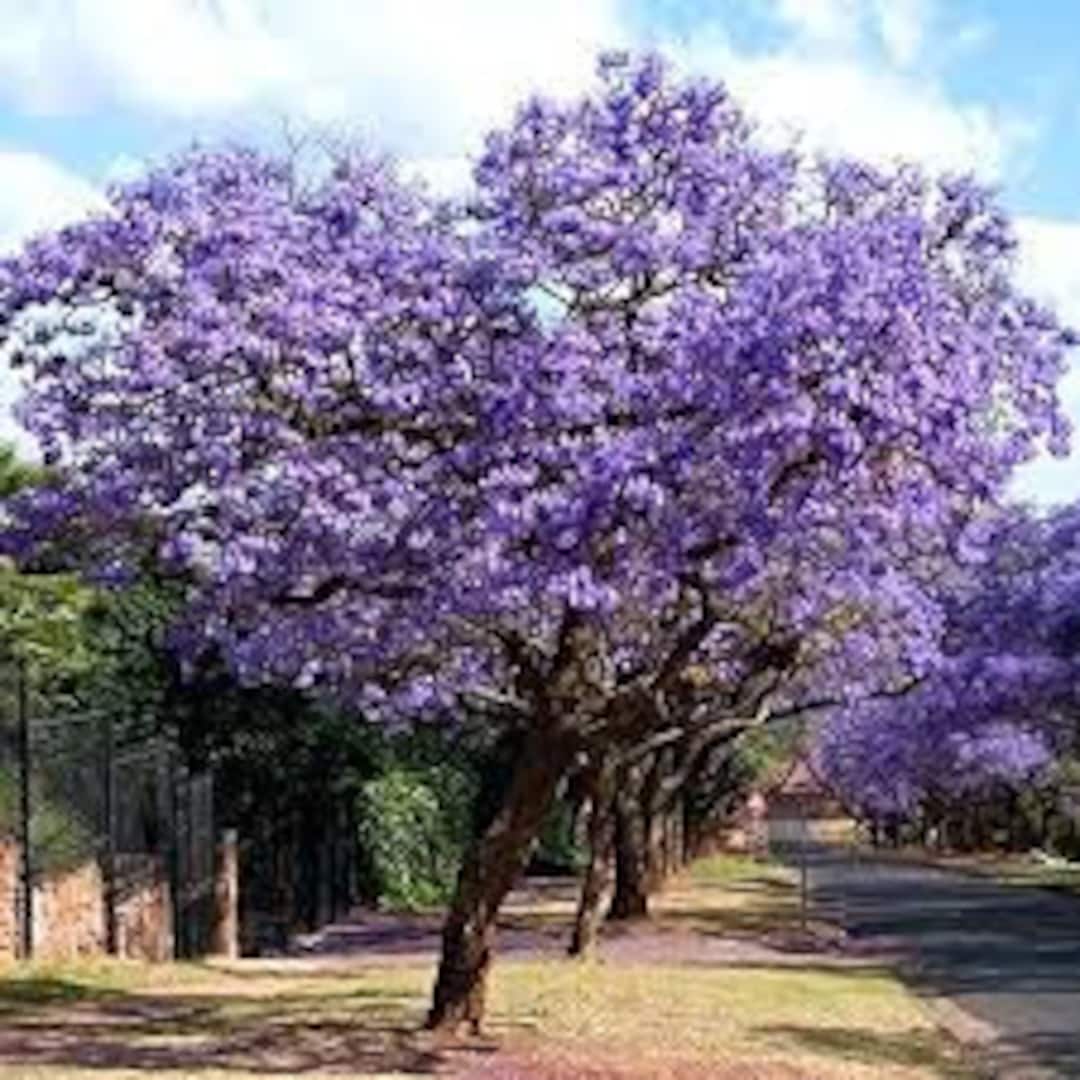 Primcess Tree 100 Pcs Royal Empress Tree Seeds- Princess Tree- PAULOWNIA TOMENTOSA ...
