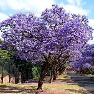 100 Stück Royal Empress Tree Samen- Princess Tree- PAULOWNIA TOMENTOSA- Schnell wachsender, dürreresistenter Baum!/ (P032)
