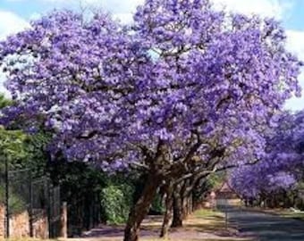 Paulownia Fortunei FAST Growing! 250//1000//5000 Seeds Blue Foxglove Tree