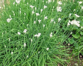 50 Pcs  Garlic Chives Seeds-Allium Tuberosum-Perfect  Culinary Herb-P082-Great flavour!