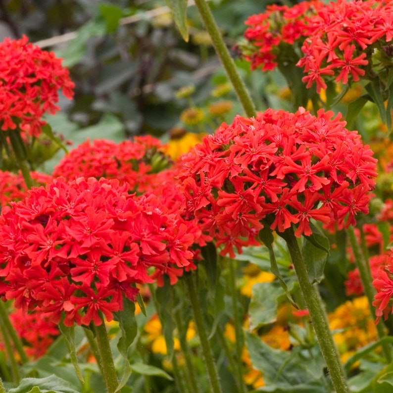 100 Lychnis Chalcedonica Flower Seeds-Maltese Cross Lychnis-Jerusalem Cross-Excellent Perennial-Attracts Butterflies and Hummingbird FL447 image 6