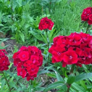 50 Dianthus Barbatus Red Flower Seeds/Dianthus Barbatus Dunetti/Crimson Red Sweet William/ Glorious Long Lasting Bloom/FL499 image 7