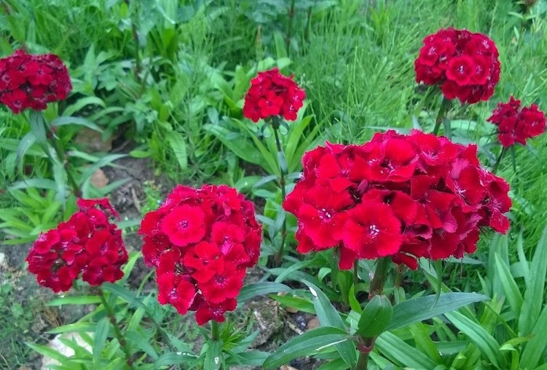 50 Dianthus Barbatus Red Flower Seeds/Dianthus Barbatus Dunetti/Crimson Red Sweet William/ Glorious Long Lasting Bloom/FL499 image 7