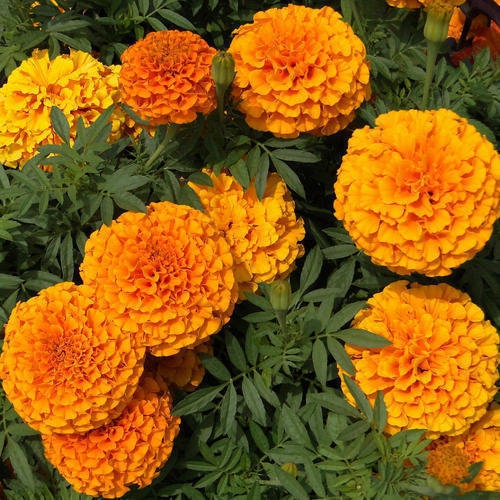 100 piezas de semillas de flores de brocado de caléndula, caléndula africana mixta, TAGETES, caléndula azteca naranja alta de Sierra, anual para pleno sol (FL102)