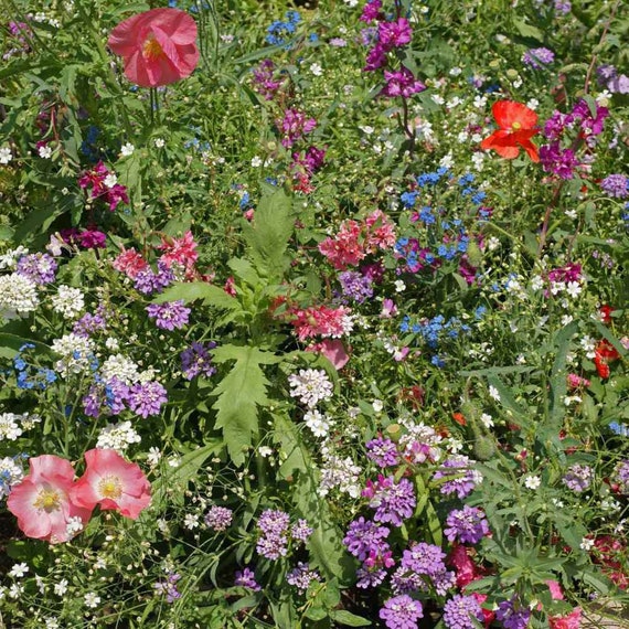 Buy 200 Pcs Partial Shade Wildflower Seed Mix--includes Beautiful Annuals,  Perennials and Biennials-fl661 Online in India - Etsy