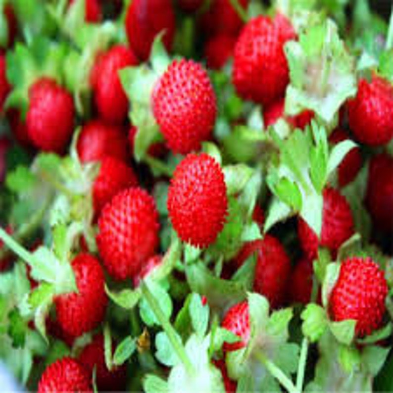 50 Indian Strawberry Seeds/Duchesnea Indica/Tuttifrutti/Red Strawberry/Mock strawberry/Bloom throughout Summer until fall/ Perennial /F024 image 5