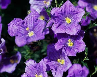 50 piezas de semillas de flores de túnica púrpura-semillas de Nierembergia Hippomanica-hermosa perenne ganadora de premios-B271