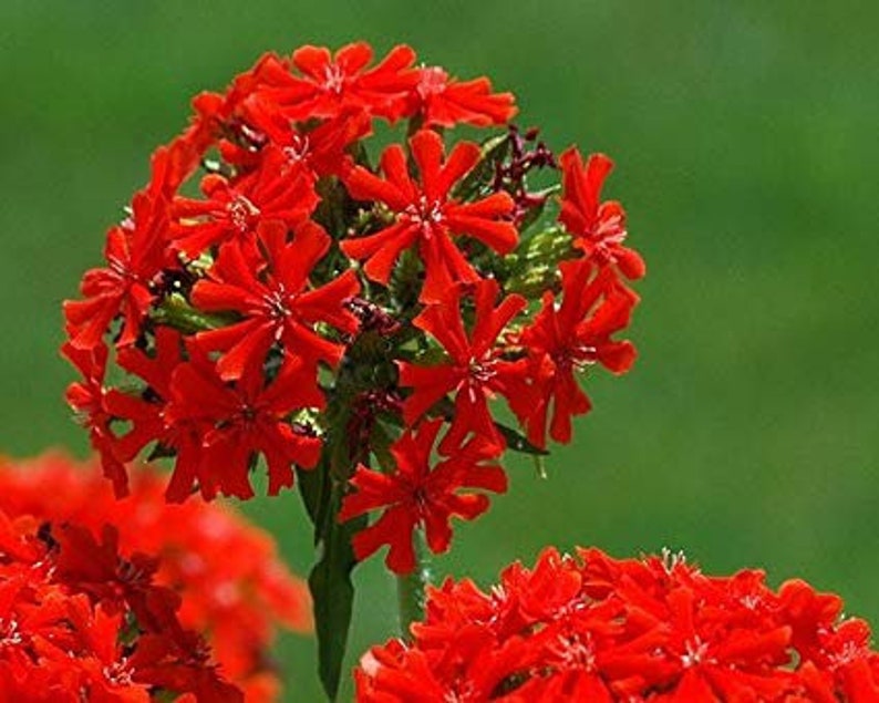 100 Lychnis Chalcedonica Flower Seeds-Maltese Cross Lychnis-Jerusalem Cross-Excellent Perennial-Attracts Butterflies and Hummingbird FL447 image 4