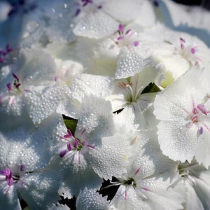 50 Dianthus Barbatus Flower Seeds-Dianthus Barbatus Albus/ White Sweet William/Sweet William Dianthus/Charming Long Lasting Bloom/FL467 image 7