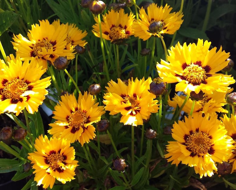 50Pcs Coreopsis Glandiflora Sunfire Perennial Flower Seeds FL342 image 1