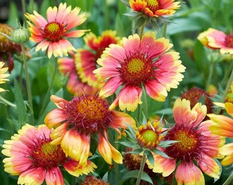 100 semillas de flores de Gaillardia Pulchella/Indian Blanket/Firewheel tolerante a la sequía - FL113