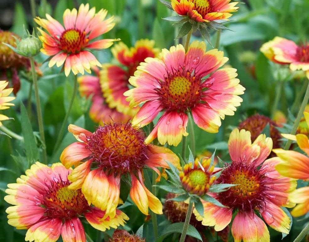 Mexican blanket online flower