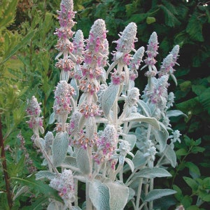 50 Pcs Lamb's Ear Flower Seeds Stachys Byzantina Lanata-Stachys olympica-Natural Perennial-FL397 image 7