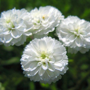 100 Pcs Pearl Yarrow Flower Seeds The Pearl Superior Flower-Perry's White-ACHILLEA PTARMICA / FL135 image 4