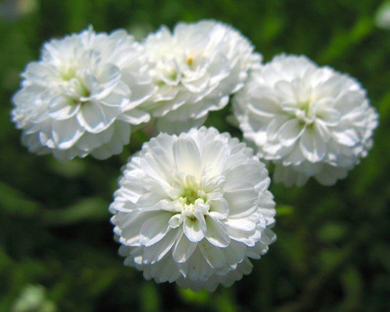 100 Pcs Pearl Yarrow Flower Seeds The Pearl Superior Flower-Perry's White-ACHILLEA PTARMICA / FL135 image 4