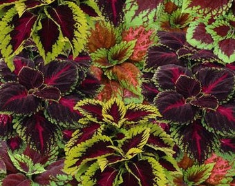 100 Stück Coleus Zierpflanzensamen-SOLENOSTEMON SCUTELLARIOIDES-Schön für Haus und Garten-Wizard Serie / (P025)