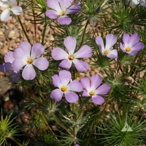 50 Pcs Mountain Phlox Seeds-FL243 Linanthus Grandiflorus-Beautiful Annual Flower image 1