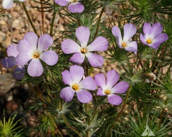 50 Pcs Mountain Phlox Seeds-FL243- Linanthus Grandiflorus-Beautiful Annual Flower