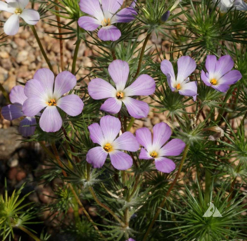 50 Pcs Mountain Phlox Seeds-FL243 Linanthus Grandiflorus-Beautiful Annual Flower image 1