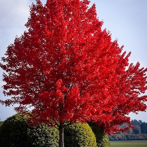 Könnte beinhalten: Ein leuchtend roter Ahornbaum mit üppigem grünem Laub an seiner Basis. Der Baum ist in voller Herbstfärbung, seine Blätter sind ein tiefes, kirschrotes Rot.