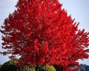 20 Pcs Red Maple Tree Seeds-Site Tolerant Tree- Easy to Grow!/P059/ Acer Rubrum/ Soft Maple/Swamp MapleTree/ Water Maple Tree
