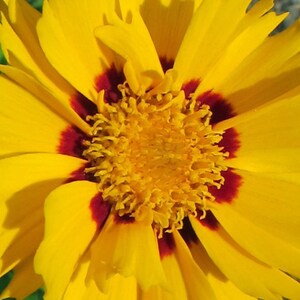 50Pcs Coreopsis Glandiflora Sunfire Perennial Flower Seeds FL342 image 4