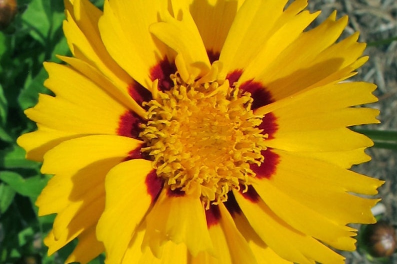 50Pcs Coreopsis Glandiflora Sunfire Perennial Flower Seeds FL342 image 4