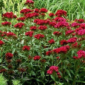 50 Dianthus Barbatus Red Flower Seeds/Dianthus Barbatus Dunetti/Crimson Red Sweet William/ Glorious Long Lasting Bloom/FL499 image 8
