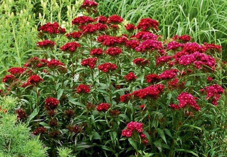 50 Dianthus Barbatus Red Flower Seeds/Dianthus Barbatus Dunetti/Crimson Red Sweet William/ Glorious Long Lasting Bloom/FL499 image 8
