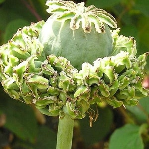 100 Pcs Poppy Hen and Chicken Flower Seeds/PAPAVER SOMNIFERUM/ Have unusual Seeds Pods/Great for decorations/FL512