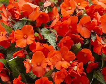 50 Pcs  Wax Orange Begonia Seeds- Double Orange Begonia Tuberosa -FL010- Extreme Beauty!