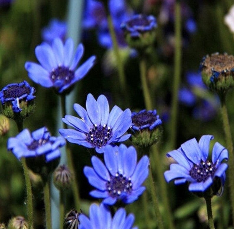 EpicGlobalSeeds Felicia Daisy Flower Seeds