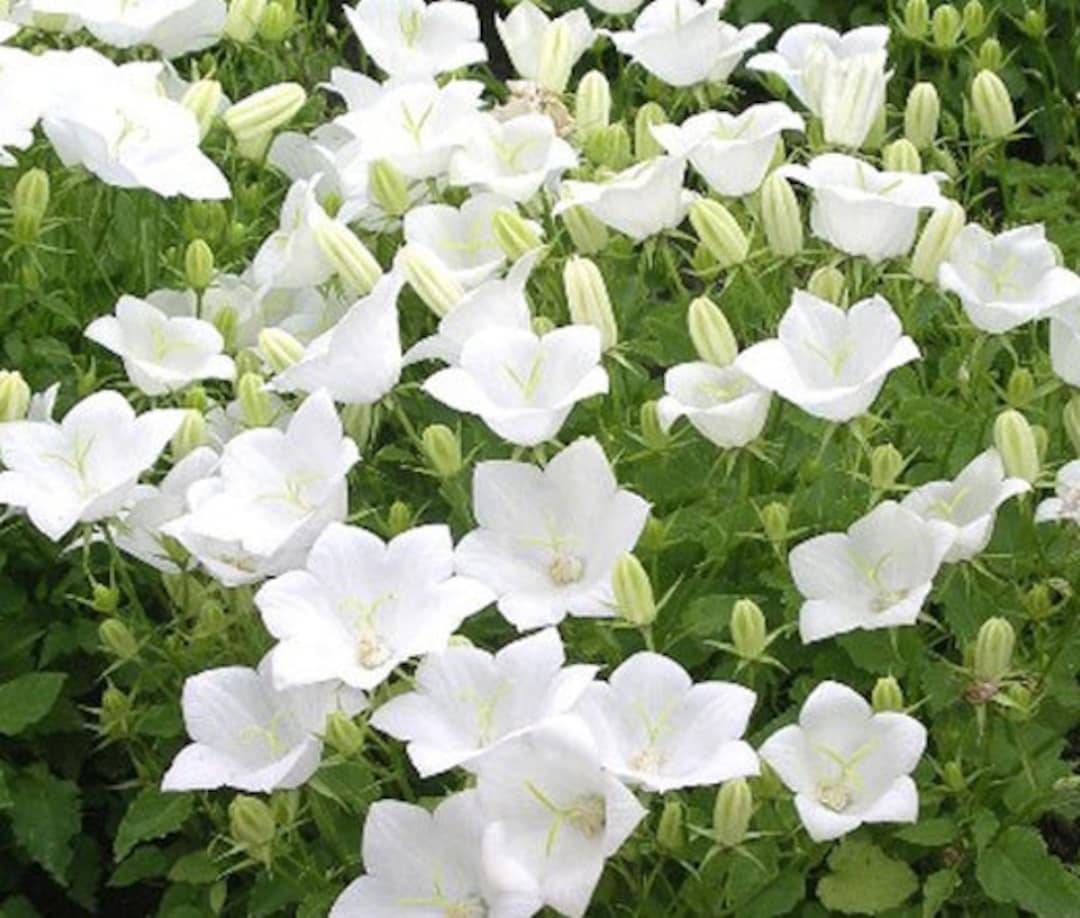 100 Pcs White Bell Flower Seeds- White Tussock Bellflower