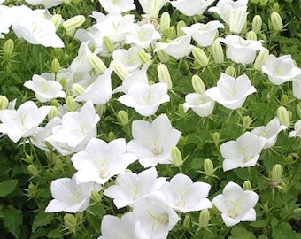 100 Pcs  White Bell Flower Seeds- White Tussock Bellflower Seeds- CAMPANULA CARPATICA--Cheery Perennial Flower-/ (FL119)