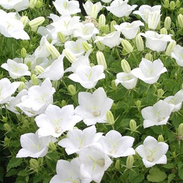 100 Pcs  White Bell Flower Seeds- White Tussock Bellflower Seeds- CAMPANULA CARPATICA--Cheery Perennial Flower-/ (FL119)