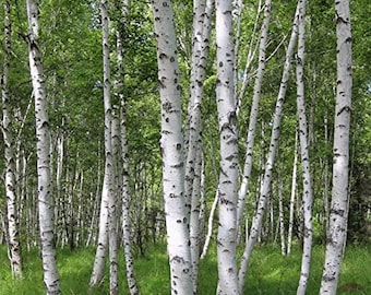100 Stück Weiße Birke Baumsamen-Winter Hardy Staude-P081-Betula Papyrifera