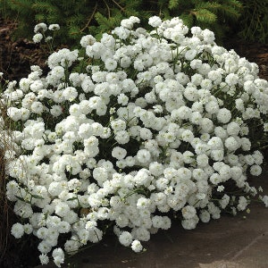 100 Pcs Pearl Yarrow Flower Seeds The Pearl Superior Flower-Perry's White-ACHILLEA PTARMICA / FL135 image 3