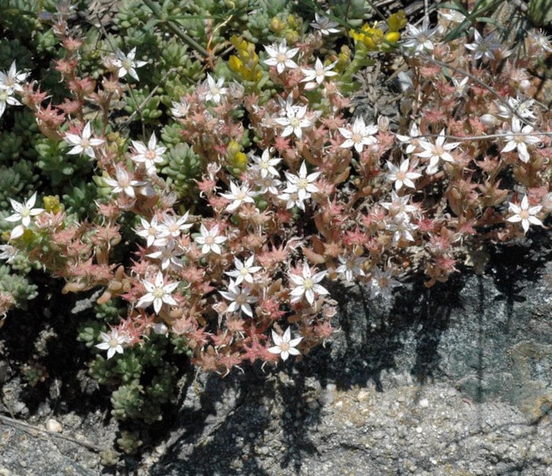50 Pcs Spanish Stonecrop Succulent Seeds-SEDUM HISPANICUM | Etsy
