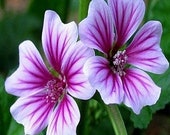 30 Rare/exotic Hollyhock Zebrina Flower Seeds- Malva