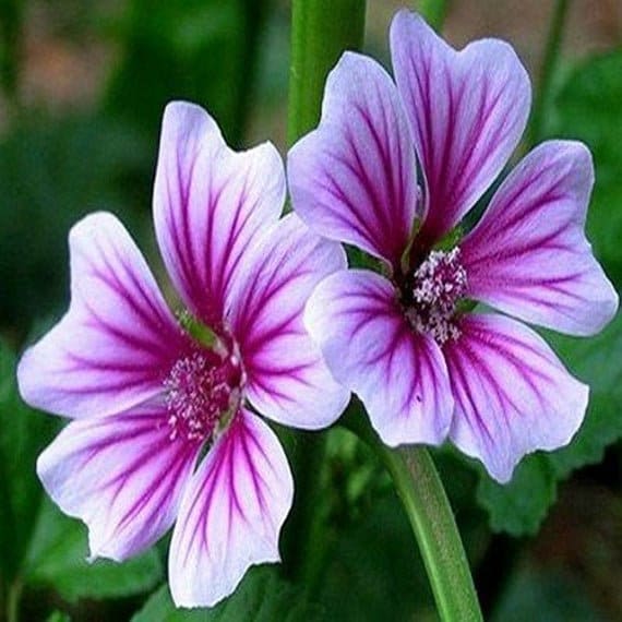 30 Rare/exotic Hollyhock Zebrina Flower Seeds- Malva Sylvestris