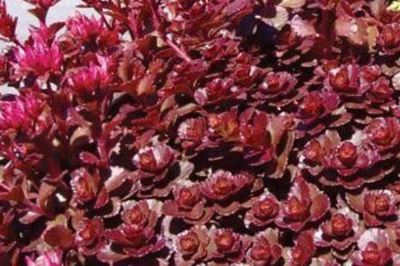 50 Pcs Stonecrop Dragons Blood Sedum Seeds Finger Aloe Etsy 50 Pcs Stonecrop Dragons Blood Sedum Seeds Finger Aloe Etsy