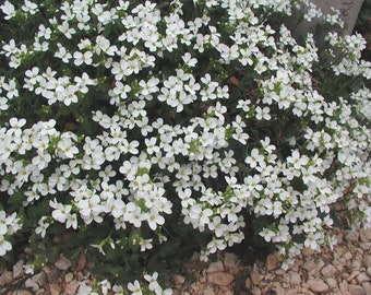 100 Wall RockCress Ground Cover Seeds-Arabis Alpina Snow Peak-White Mountain Rockcress- ARABIS ALPINA-Drought Tolerant Ground Cover-FL409