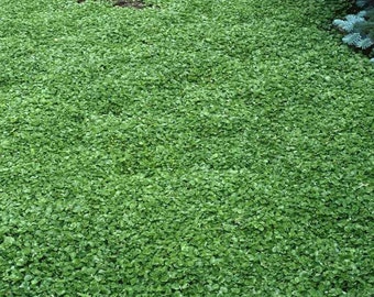 1000 Pcs Dichondra Repens Plant Seeds-FL259-Kidney Weed- 10g-Dichondra Pony Foot-Lawn Leaf-Excellent Perennial Groundcover